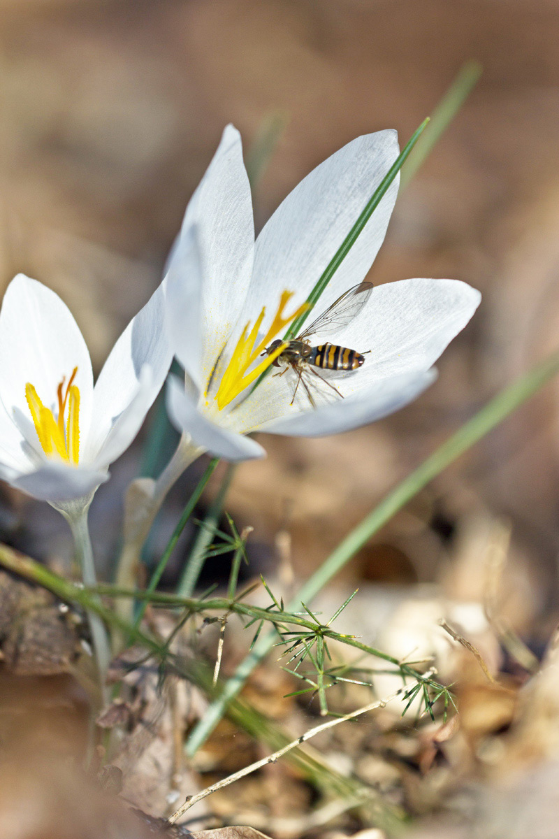 La natura incomincia risvegliarsi.